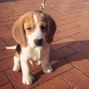 OLIVER