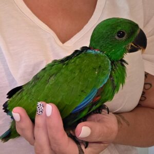 Solomon Island Eclectus