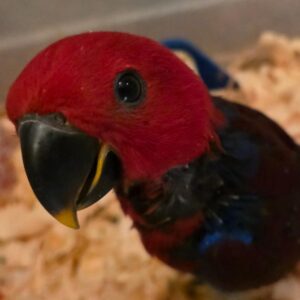 Solomon Island Eclectus Pipi