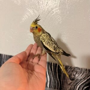 Nala