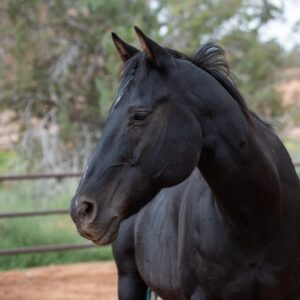 Hoarse