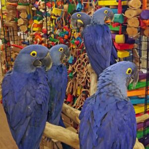Hyacinth Macaw