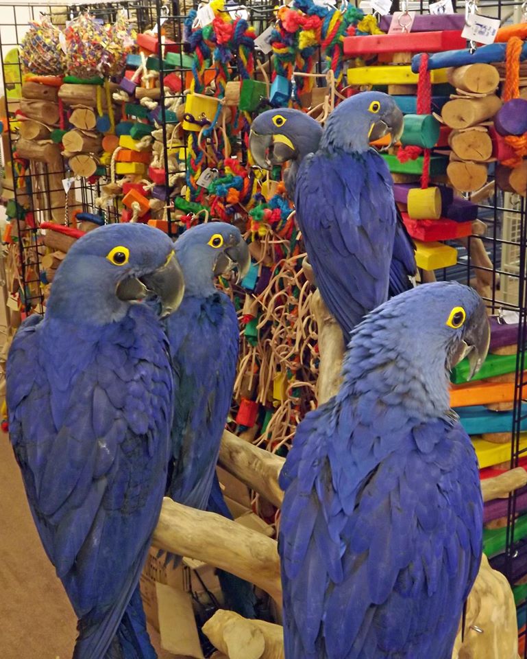 Hyacinth Macaw