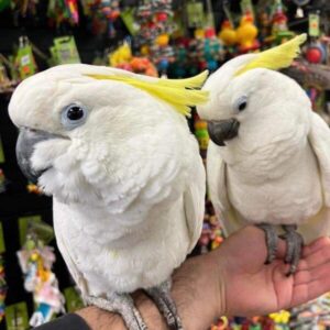 Sulphur Crested Cockatoo