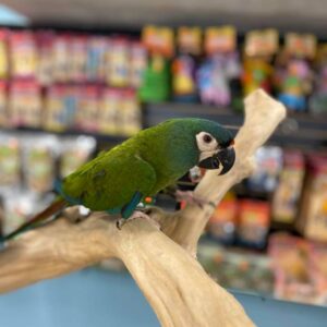 Illigers Macaw