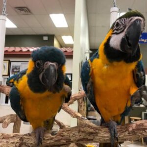 Blue-throated Macaw