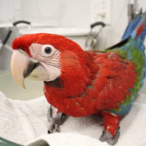 Green Wing Macaw