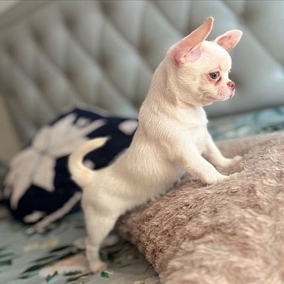 Remy