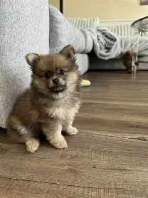Muffin