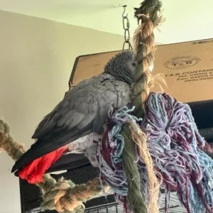 Zeus — Male Congo African Grey For Sale | 14 weeks