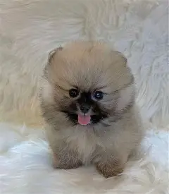 Chewie
