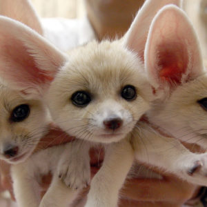 Fox
