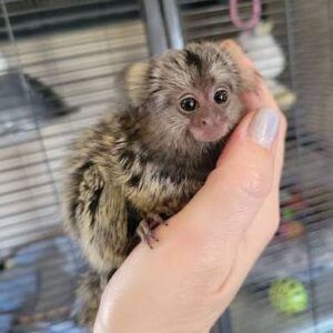 Banjo