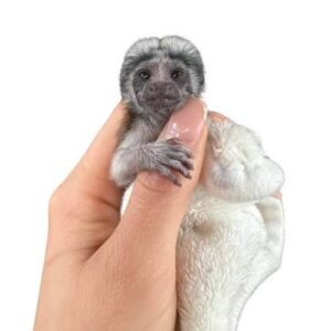 Gizmo