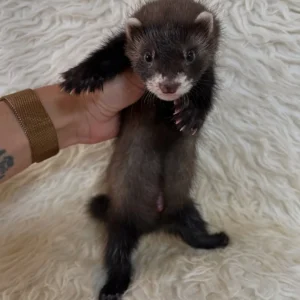 Nova
