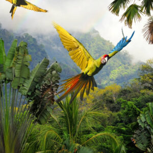 Parrots
