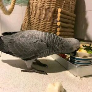 Apollo — Male Congo African Grey For Sale | 16 weeks