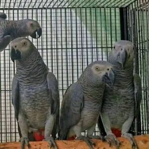 Stella — Female Congo African Grey For Sale | 13 weeks