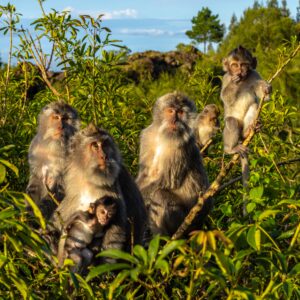Monkeys