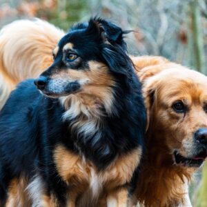 Dogs