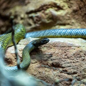 Snakes