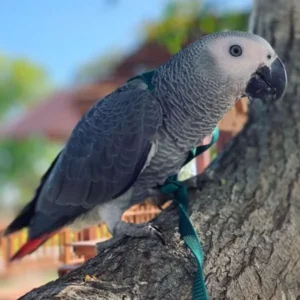 Luna — Female Congo African Grey For Sale | 12 weeks